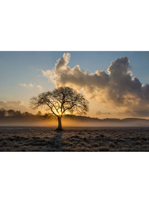 Lone Tree Oak Wall Art Canvas Print Multicolour 100x68x3.5cm