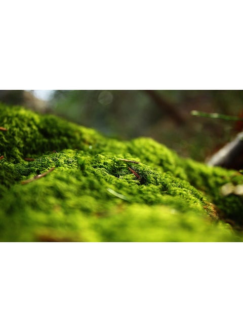 Forest Springtime Wall Art Canvas Print Multicolour