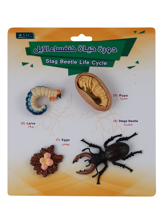 SBC 4 Pcs Educational Set, Stag Beetle Life Cycle Multicolour - Image 1