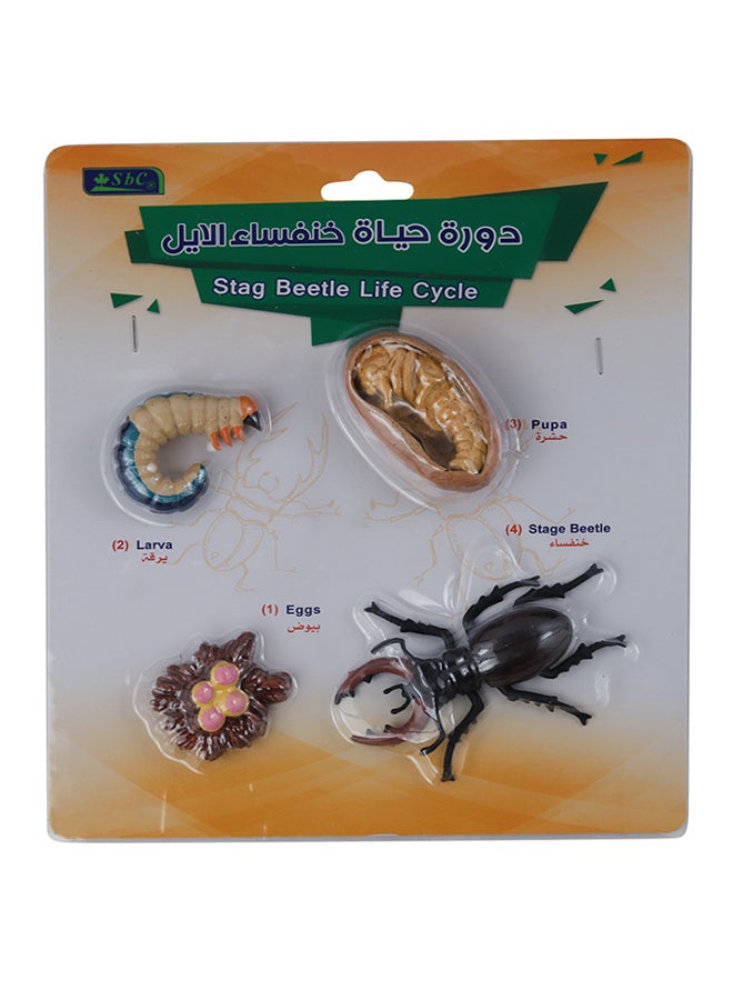 SBC 4 Pcs Educational Set, Stag Beetle Life Cycle Multicolour - Image 2