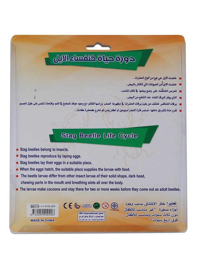 SBC 4 Pcs Educational Set, Stag Beetle Life Cycle Multicolour - Image 3