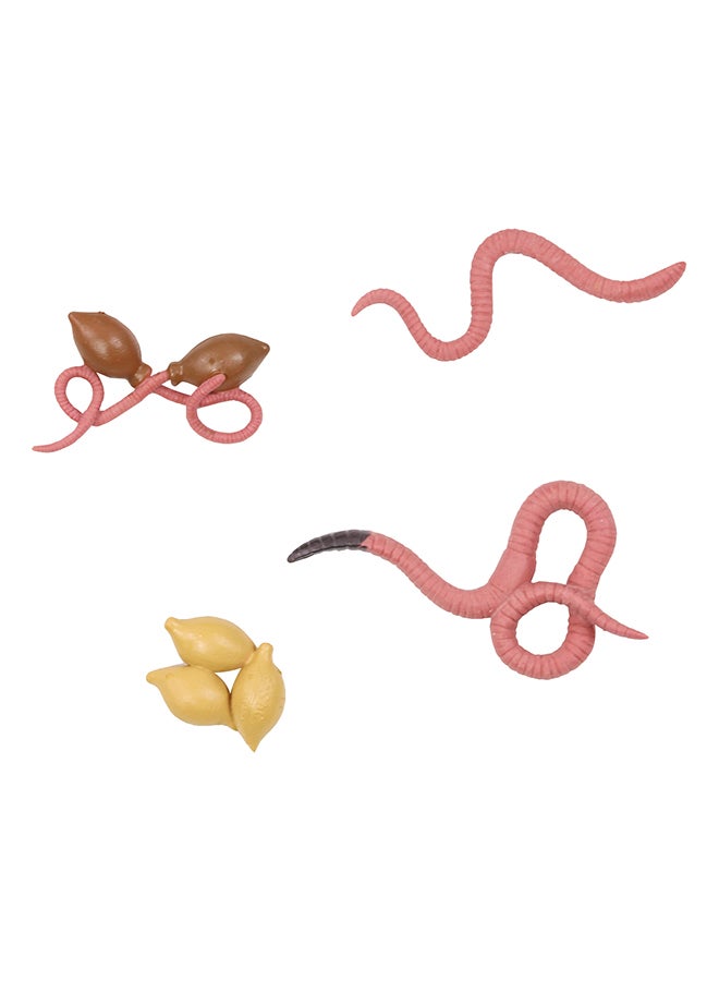 SBC 4 Pcs Educational Set, Earthworm Life Cycle Multicolour - Image 1