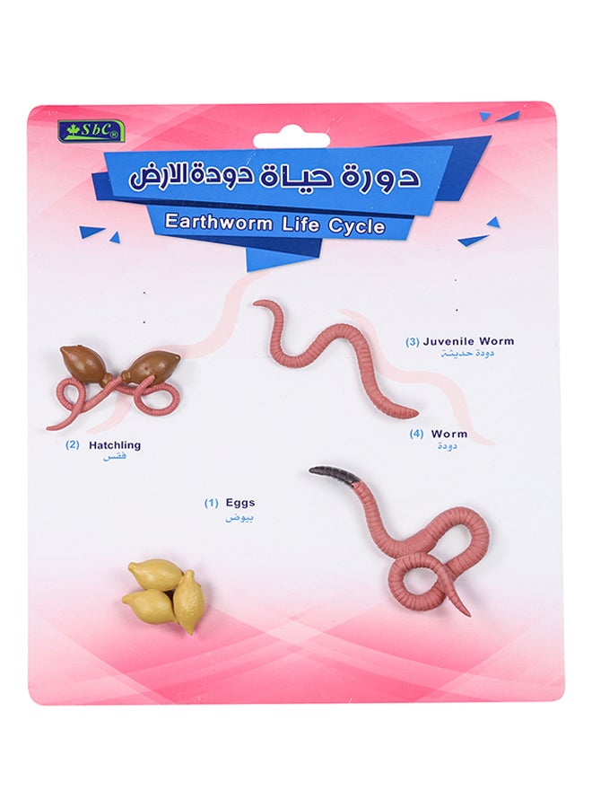 SBC 4 Pcs Educational Set, Earthworm Life Cycle Multicolour - Image 2