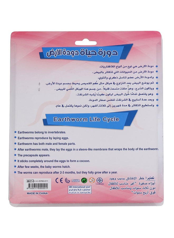 SBC 4 Pcs Educational Set, Earthworm Life Cycle Multicolour - Image 3