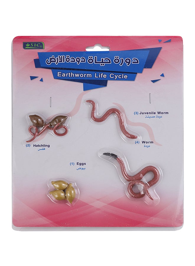 SBC 4 Pcs Educational Set, Earthworm Life Cycle Multicolour - Image 4
