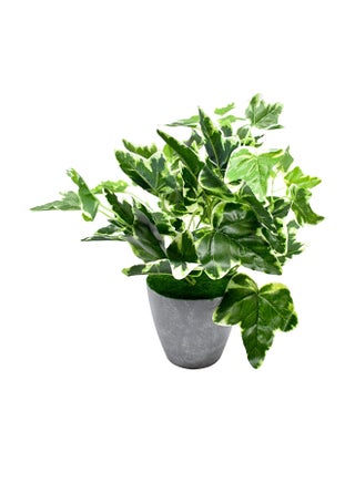 أوراق لبلاب صناعية مشابهة للنباتات الخضراء موضوعة في إصيص أخضر/رمادي 35x32Ø³Ù†ØªÙŠÙ…ØªØ± - v1548234571/N20686435A_1