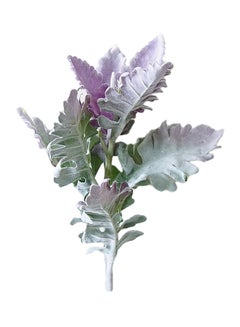 Artificial Senecio Cineraria Plant Purple/Green