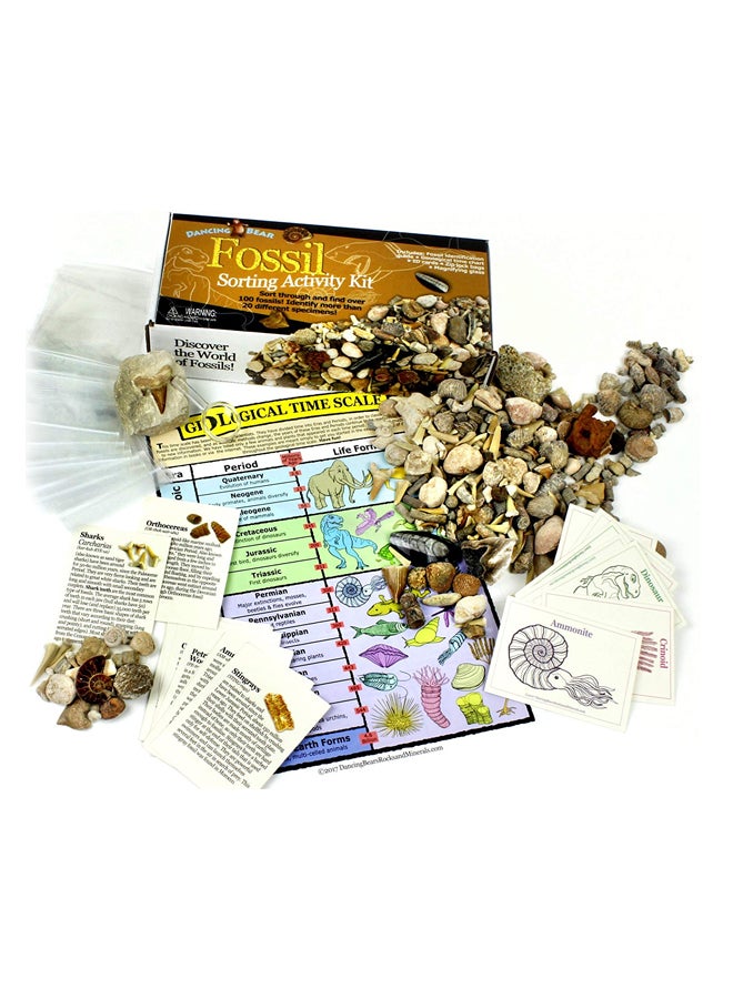 Fossil Sorting Activity Kit