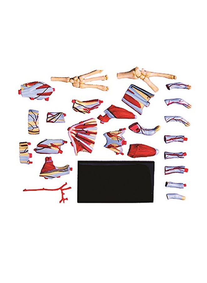 TEDCO 4D Human Anatomy- Hand Model 26057 5.5inch - Image 3