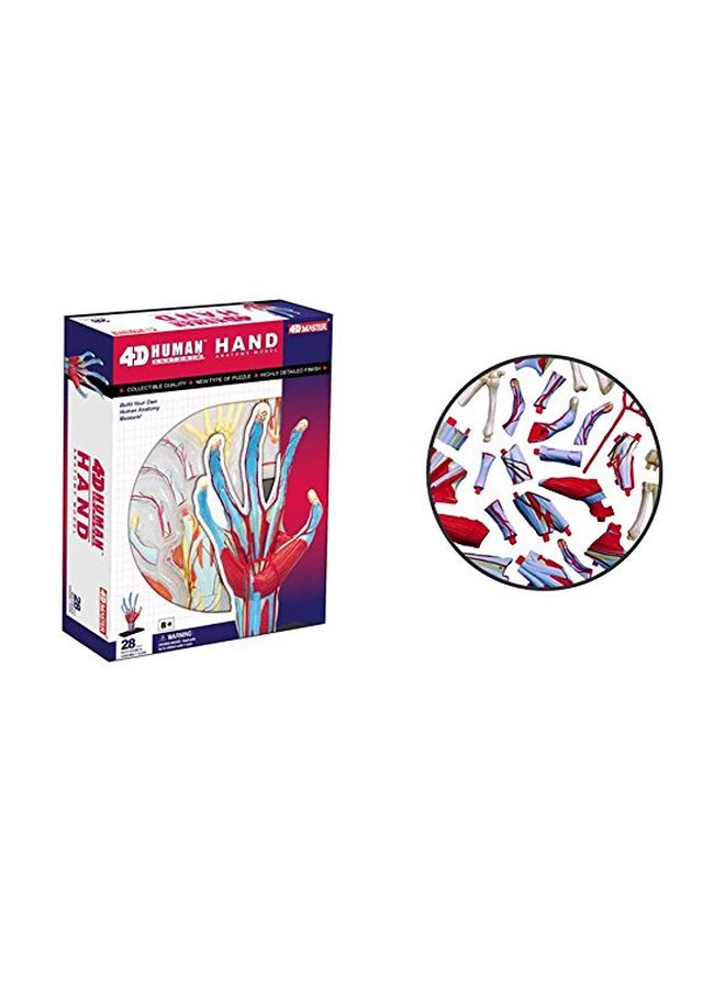 TEDCO 4D Human Anatomy- Hand Model 26057 5.5inch - Image 1