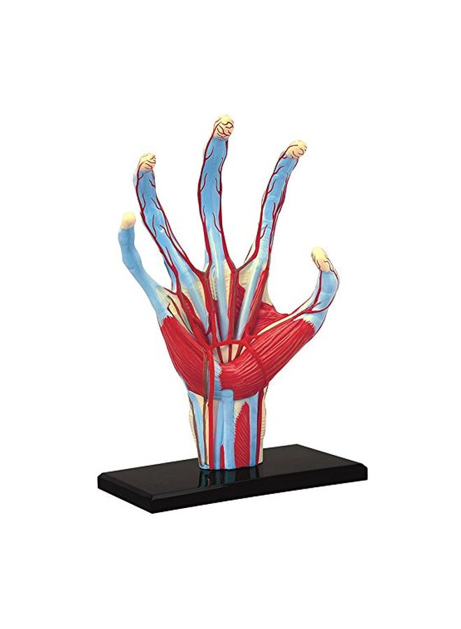 TEDCO 4D Human Anatomy- Hand Model 26057 5.5inch - Image 4