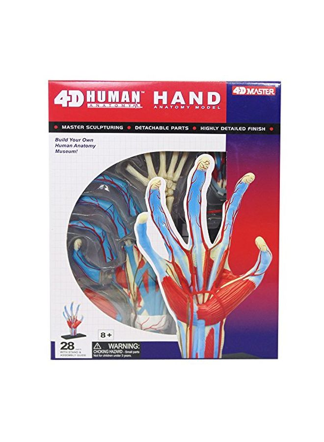 TEDCO 4D Human Anatomy- Hand Model 26057 5.5inch - Image 2
