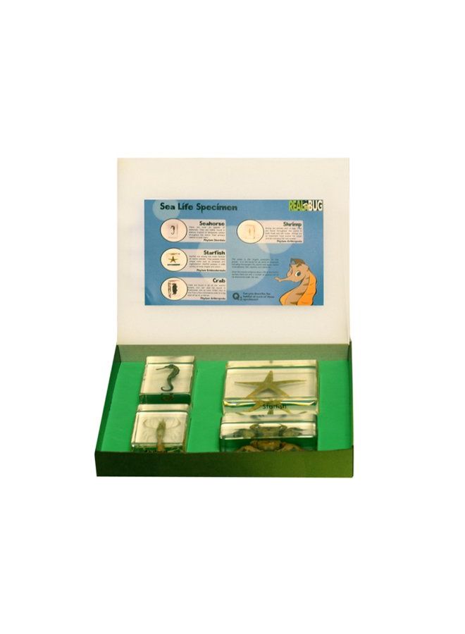 ريل بج مجموعة نموذج الحياة البحرية مكونة من 4 قطع طراز BFK1301 - Image 2