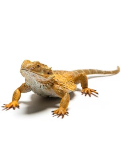 Bearded Dragon Lizard Toy - v1553186179/N22004520A_2