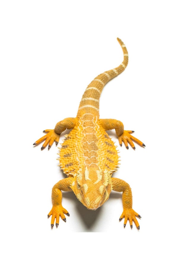 CollectA Bearded Dragon Lizard Toy  - Image 5