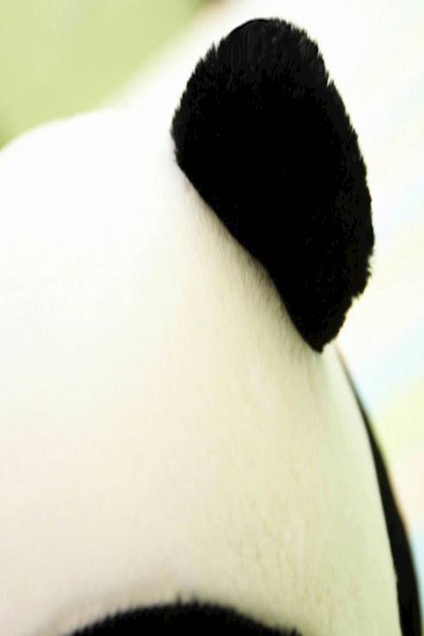 Panda Doll Simulation Giant Panda Plush Soft Toy 30cm