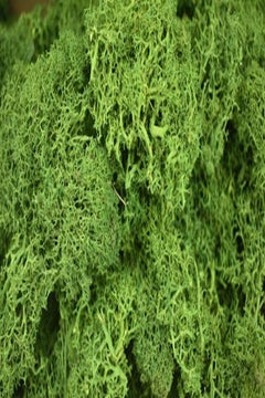Yatai Exquisite Decoration Grass Green  - Image 2