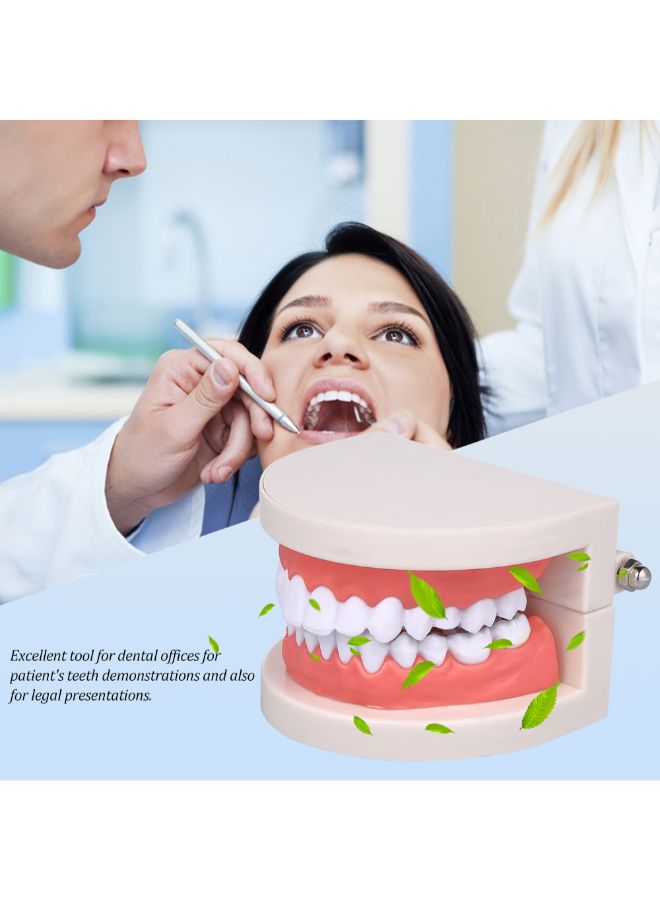 Generic Standard Tooth Teaching Medical Educational Model Multicolour 0.136kg  - Image 4