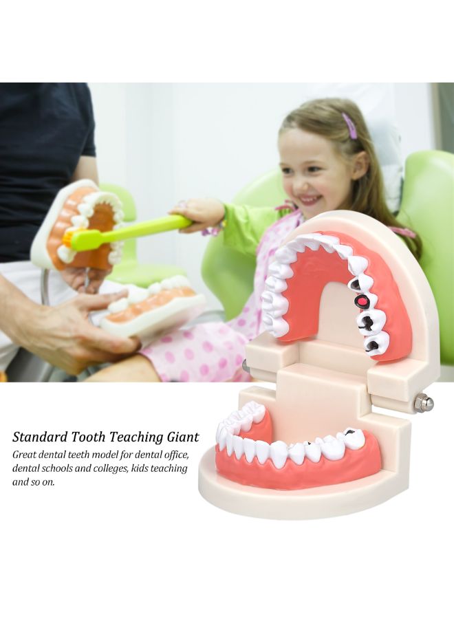 Generic Standard Tooth Teaching Medical Educational Model Multicolour 0.136kg  - Image 5