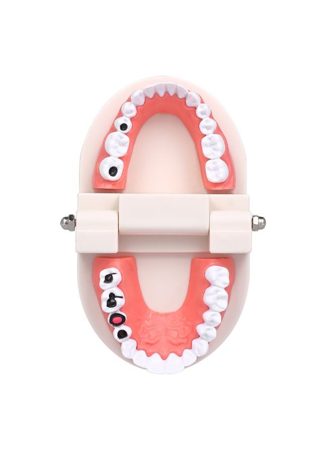 Generic Standard Tooth Teaching Medical Educational Model Multicolour 0.136kg  - Image 3