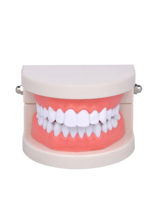 Generic Standard Tooth Teaching Medical Educational Model Multicolour 0.136kg  - Image 2