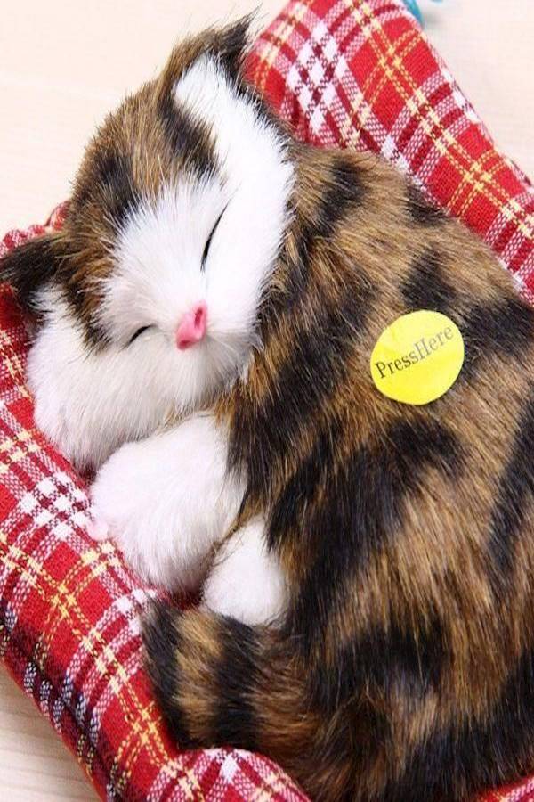 Cat Plush Toy - Image 2