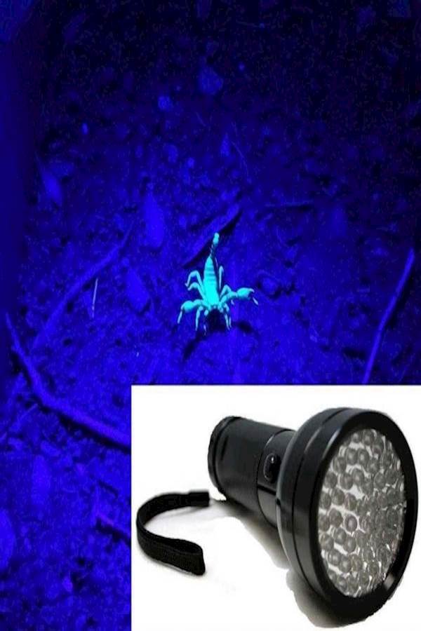 Generic - LED UV Flashlight Torch - Image 1