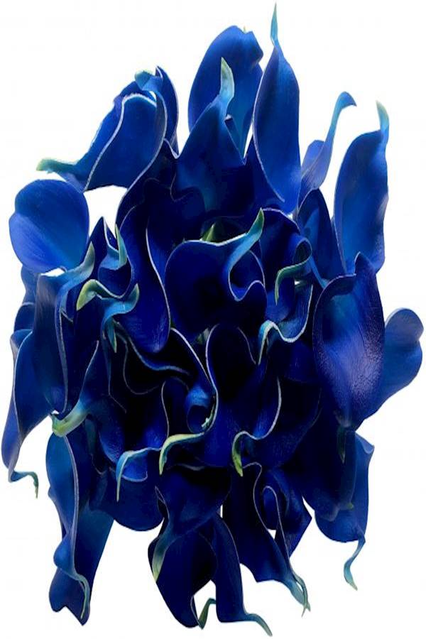 ياتاي 4 باقات زهور زنبق اصطناعية تتضمن 36 زهرة أزرق 5.5 cm - Image 5