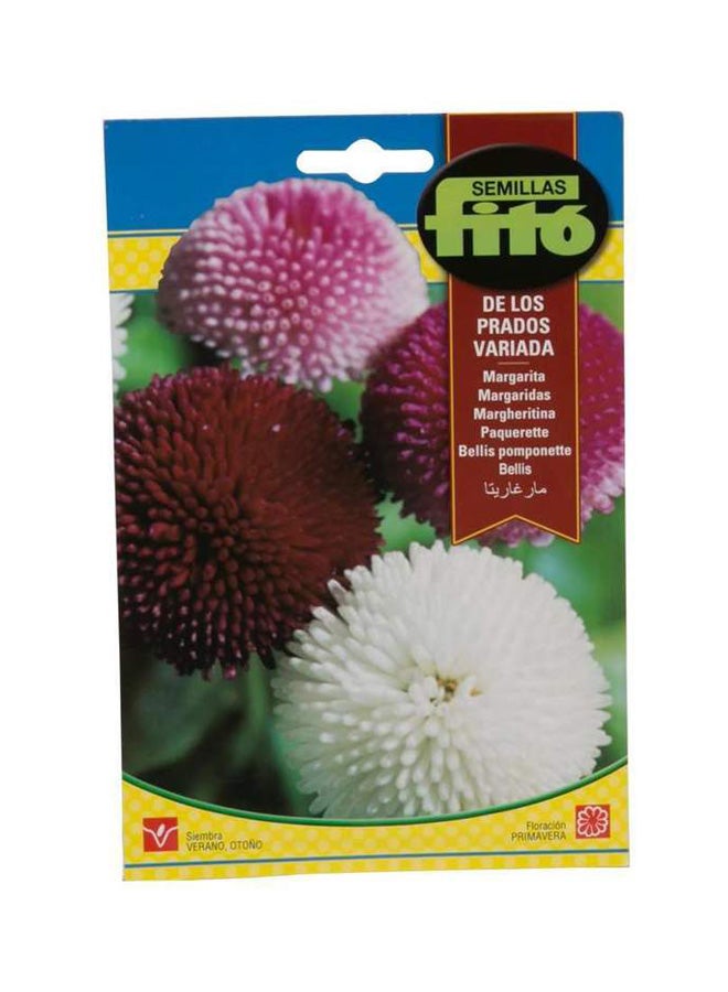 فيتو بذور نبات بليس بومبونيت متعدد الألوان