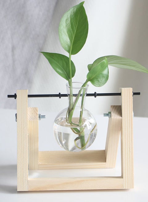 Hydroponic plant Tabletop tall Glass Vase Beige/Clear