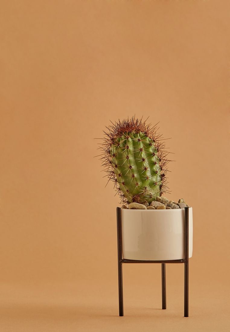 Noire Edit Decorative Raised Planter Off-White 