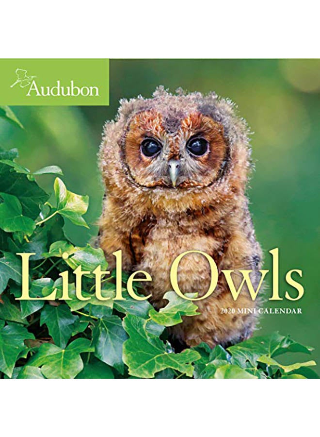 Audubon Little Owls Mini Wall Calendar 2020 paperback english - 2019