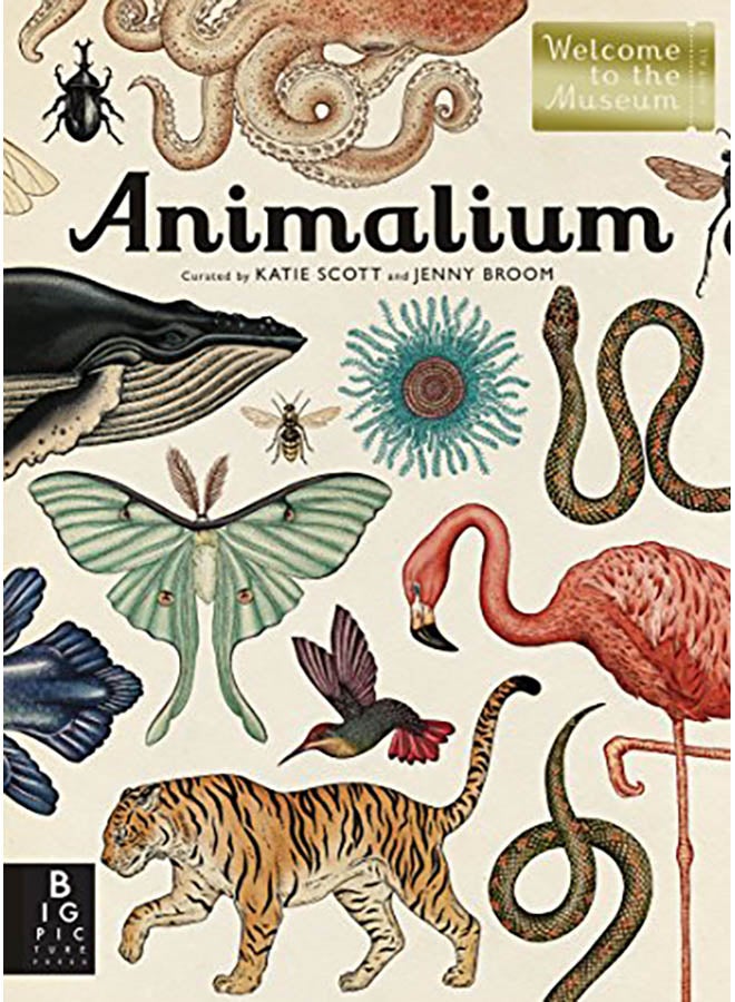 Animalium: Welcome to the Museum Hardcover English by Jenny Broom - 2014 