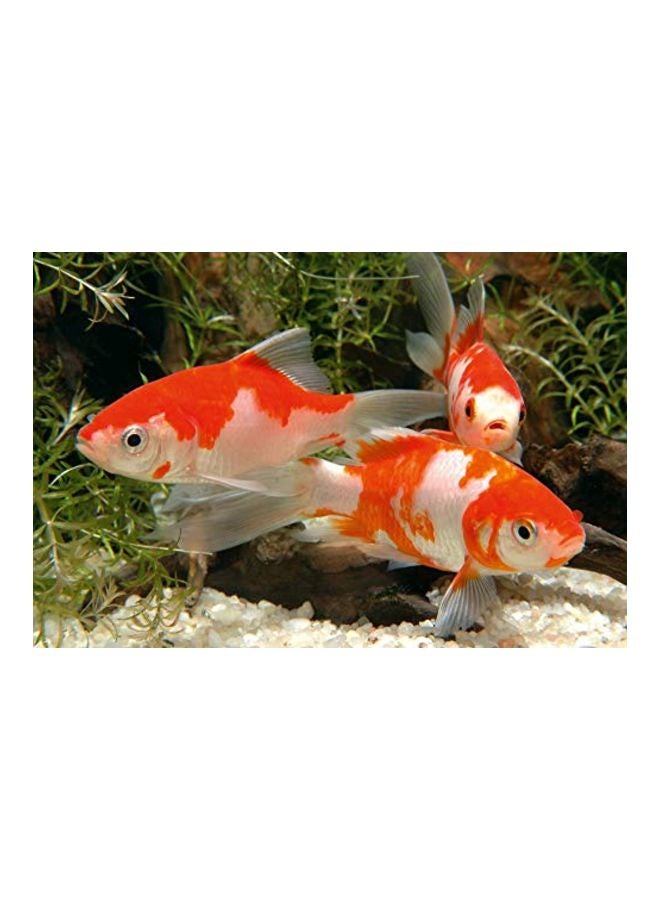 Sera Pond Granula Fish Food Multicolour 1Liters  - Image 4