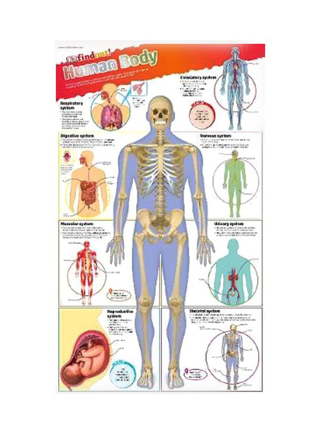 Human Body Poster Paperback English by DK - 7/3/2017 