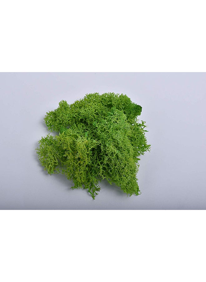 Yatai - Natural Preserved Dried Moss Grass Green 36.5x18.5x8centimeter - Image 1