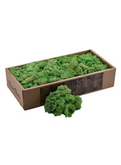 Natural Preserved Dried Moss Grass Green 36.5x18.5x8centimeter - v1564056125/N28586291A_1