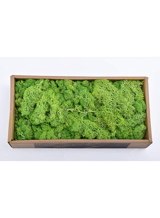 Yatai - Natural Preserved Dried Moss Grass Green 36.5x18.5x8centimeter - Image 1