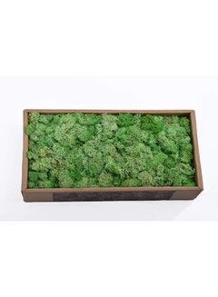 Natural Preserved Dried Moss Grass Green 36.5x18.5x8centimeter - v1564056126/N28586291A_2