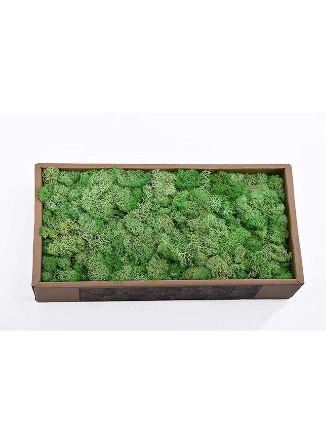 Yatai - Natural Preserved Dried Moss Grass Green 36.5x18.5x8centimeter - Image 1