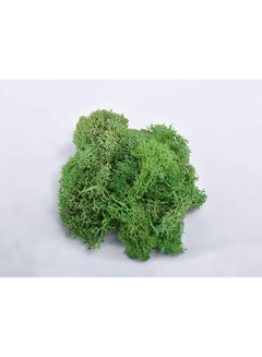 Natural Preserved Dried Moss Grass Green 36.5x18.5x8centimeter - v1564056126/N28586291A_3