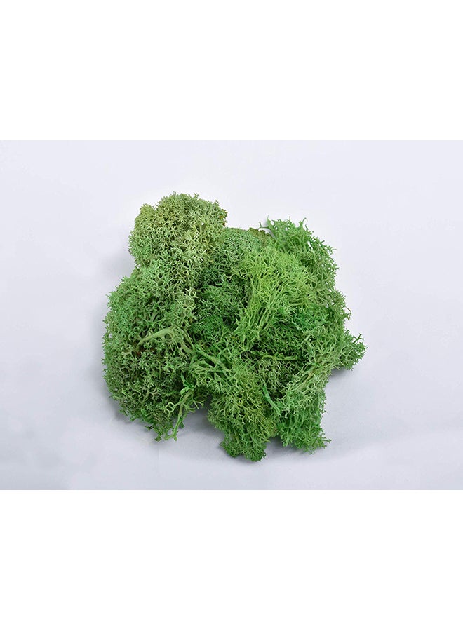 Yatai - Natural Preserved Dried Moss Grass Green 36.5x18.5x8centimeter - Image 1