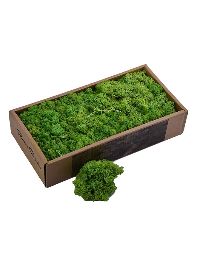 Yatai - Natural Preserved Dried Moss Grass Green 36.5x18.5x8centimeter - Image 1