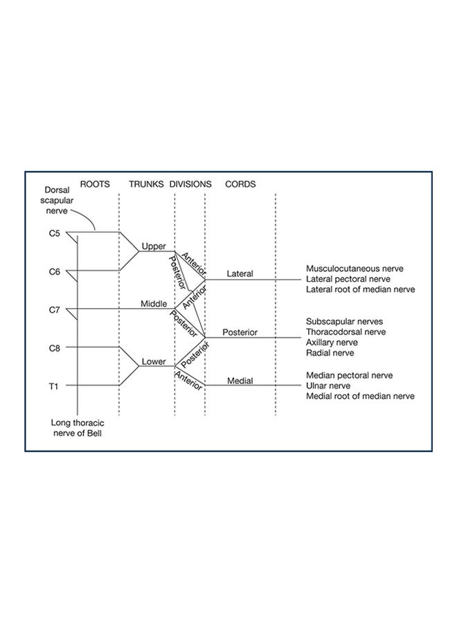 MRCS Part A: Essential Revision Notes Book 1 Paperback English by Claire Ritchie Chalmers - 12/10/2012 - Image 2