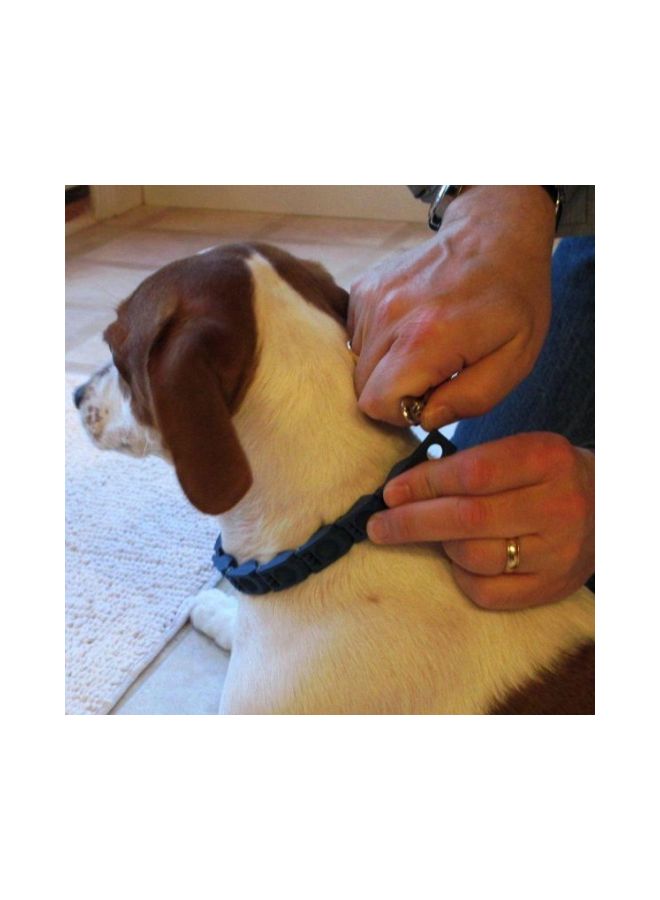 Adjustable Dog Collar Blue/Silver/Red - Image 3