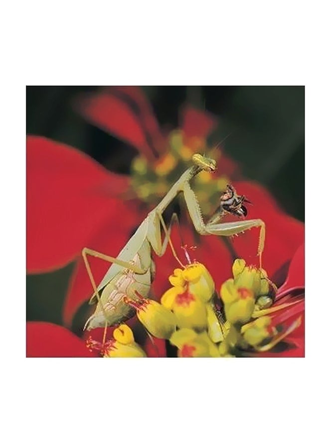Decorative Wall Poster Red/Green/Yellow 23x23cm
