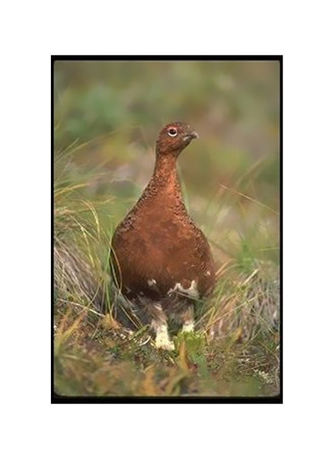 بوستر حائط للتزيين بني / أسود / أبيض 45x31سم