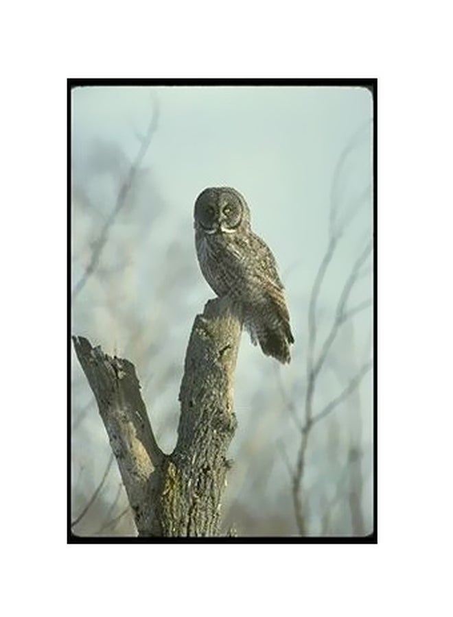 PHOTOBLOCK Decorative Wall Poster Black/White 45x31cm