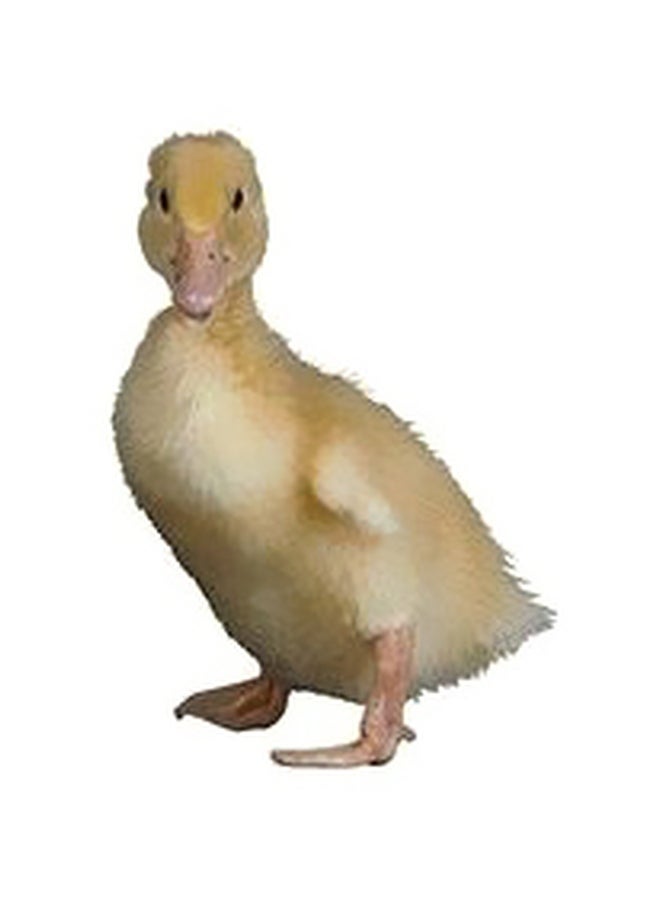 Decorative Wall Poster Red/Yellow/White 45x31cm