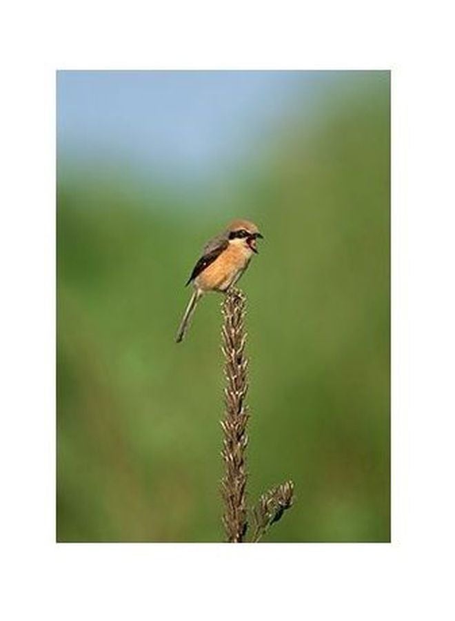 بوستر حائط للتزيين أسود/ أبيض 45x31سم